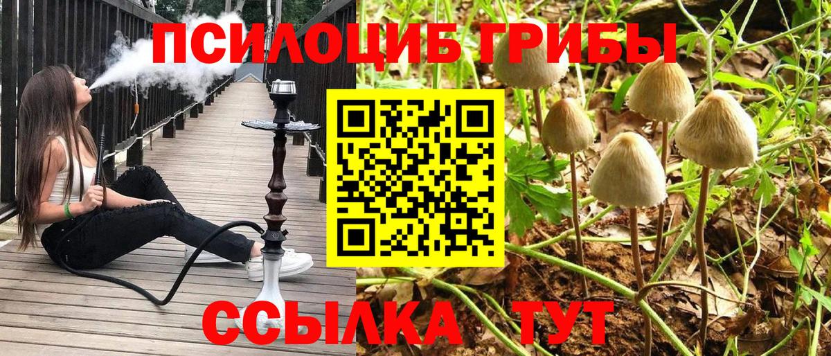 Псилоцибиновые грибы Psilocybine cubensis Каменка